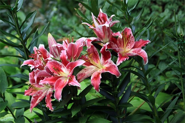 行程码绿码带*是什么意思