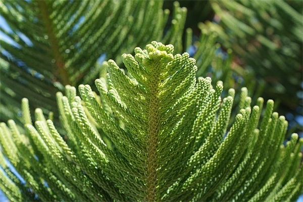 立秋吃什么传统食物北方