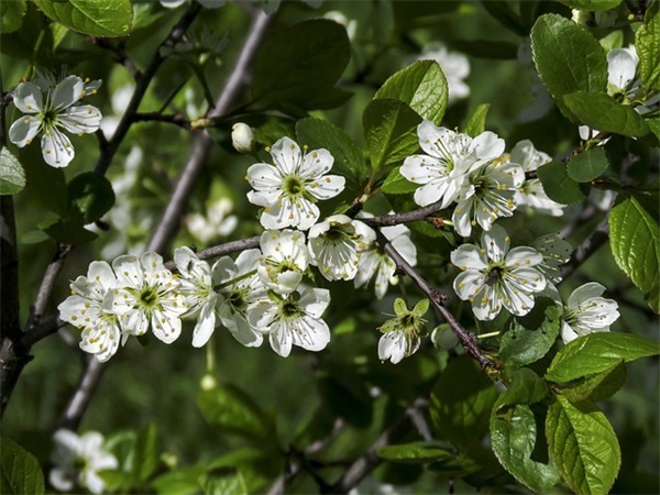 什么是隔声和结构的隔声特性？