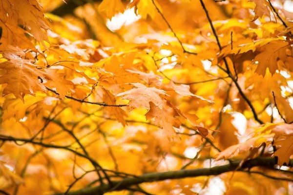清蒸鱼的做法，清蒸鱼用什么鱼
