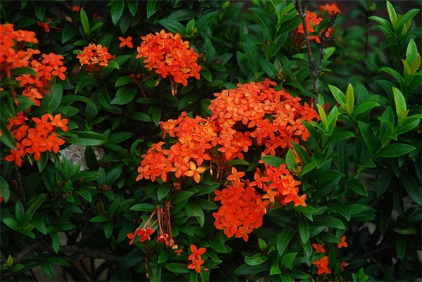 奶黄包的制作方法是什么？