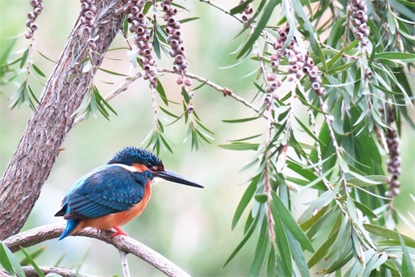 什么样的食品可以被召回？