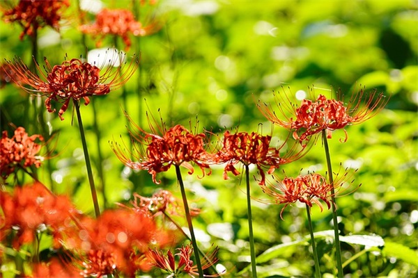 以大为美？思皓X8 PLUS完美阐释什么喊“大”