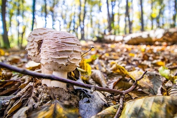 谁知道雪地胎什么牌子好？