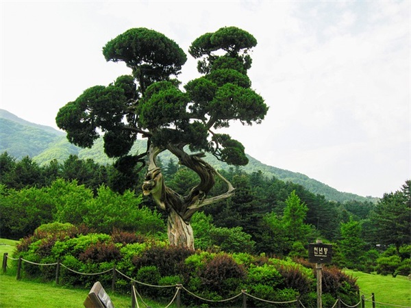 一直不懂上海武康路凭什么成了“网红马路”，直到我亲自往了……