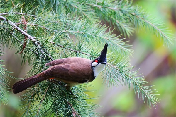 清蒸鱼怎么做?什么鱼最好?