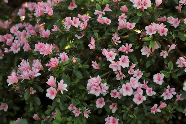 轻轨3号线什么时候通？有哪些站点，要经过合桂纵贯线不？