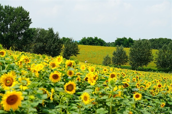 15万落地价有什么好车介绍？