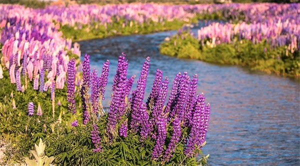 风扇离合器的作用是什么？