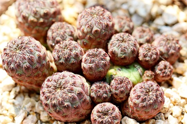 肉桂粉是什么东西？