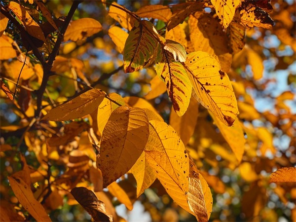 美国进口的奶粉都有什么好的品牌？