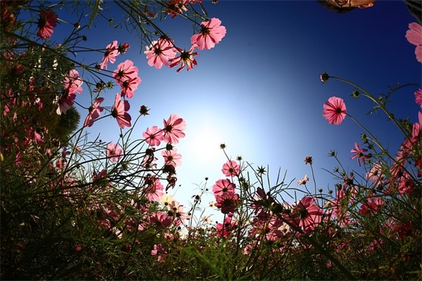 石斑鱼要和什么炖汤？