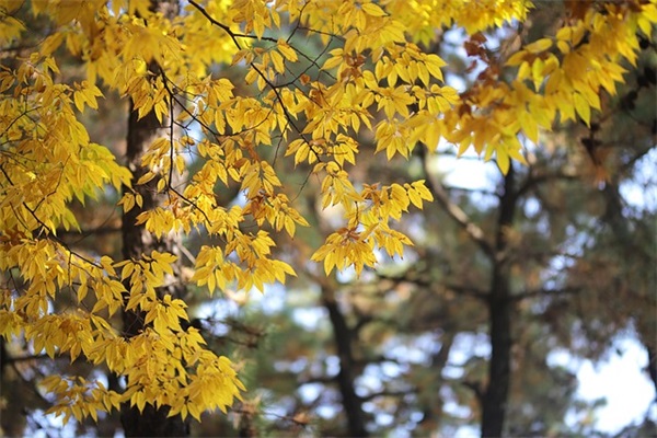 鸳鸯火锅有什么特色？