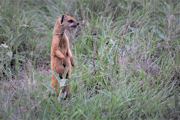 除了速度，高铁和动车还有什么区别