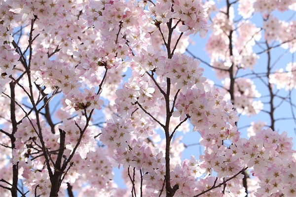 GLC冷却器有什么特征？