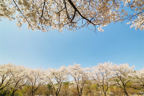 太平洋产险和太平洋保险公司有什么区别？