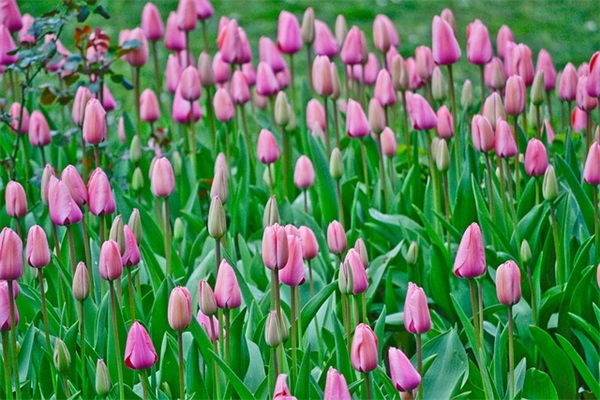 七彩虹G708平板电脑有什么样的介绍？