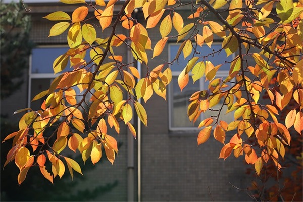 是什么原因?摩托车跑到60码就提速不上？