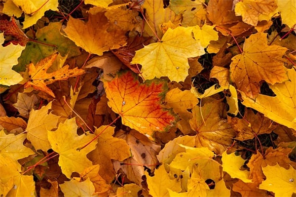 最环保清洁的能源是什么？