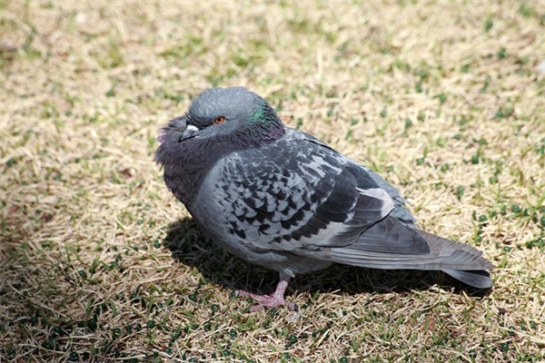 “c字头火车”是什么意思？