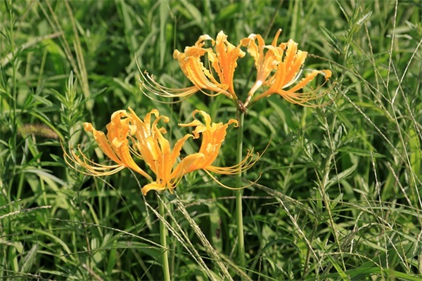 比亚迪suv是什么牌子的轮？