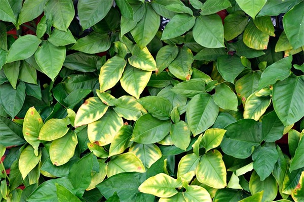 洛阳地铁总规划有什么？