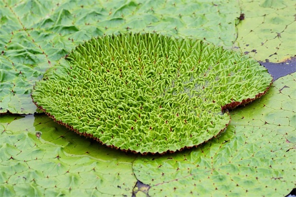 请问清洁能源及能源矿产资源保障项目是什么？