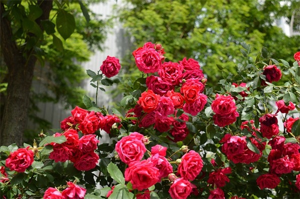 物优优啦易物网有什么好处？