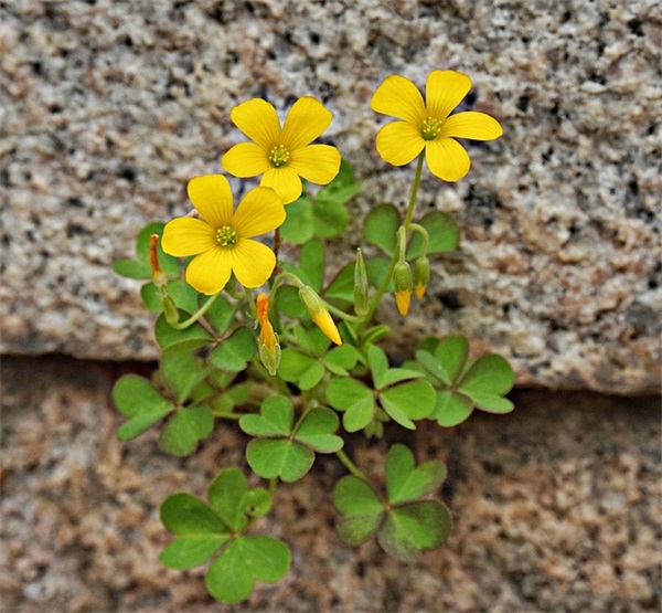 大踏板摩托车什么牌子好