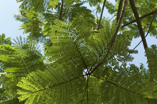 炒菜时料酒可以用什么代替