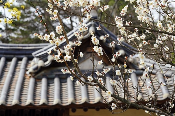 南非的餐饮有什么特色？