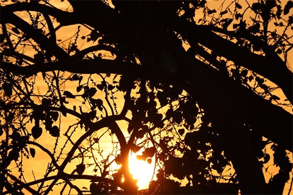 火车票订购网站12306什么时段放票