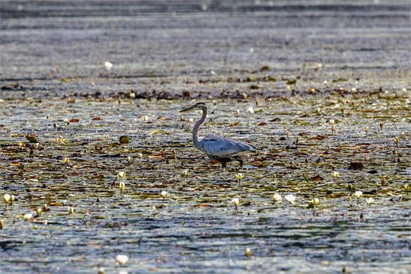 蒸菜豆腐的做法是什么？
