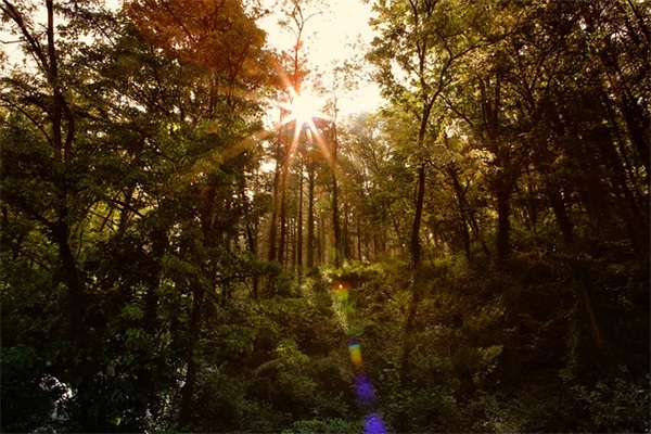 彼岸花的花语是什么? 彼岸花的花语是什么?