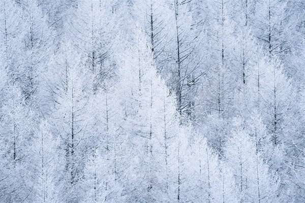 煮茶叶蛋是什么茶叶