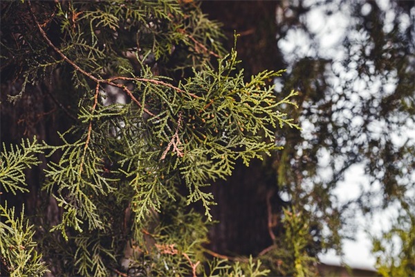 大众7座suv车什么时候在中国能买？