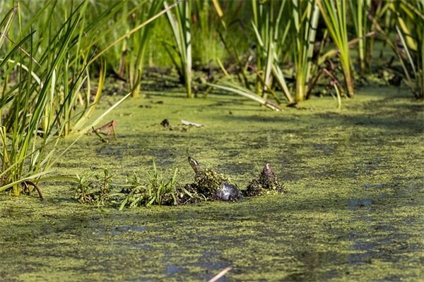 上海车牌字母放到什么？