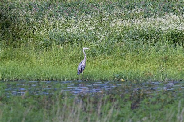 清汤羊肉放什么调料