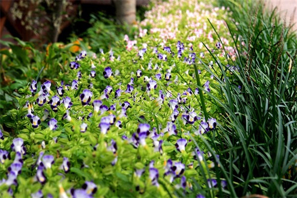 火车站上的月台是什么