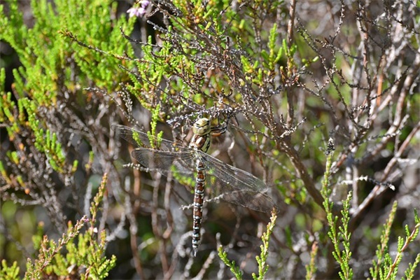 BRT是什么意思？