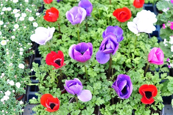 男童被炸致截肢，什么炮仗威力这么大