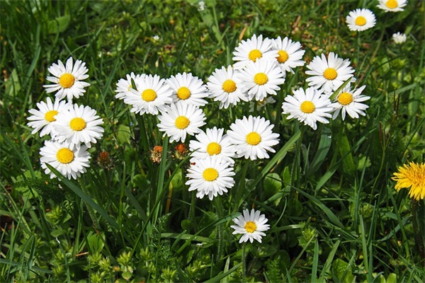 喝汾酒用什么酒杯？