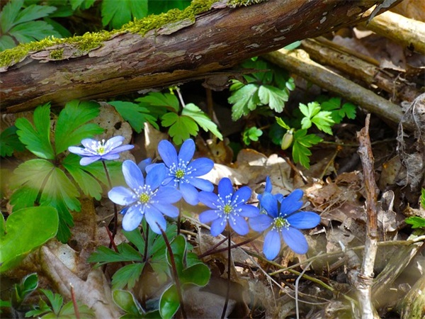 中国高端白酒东北有什么