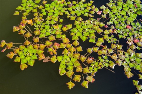 迈锐宝用什么机油