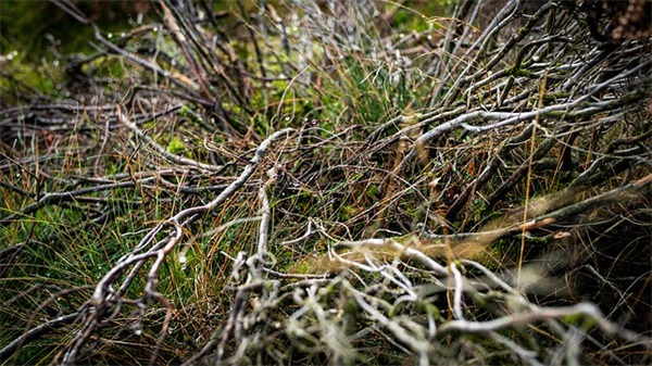 动车和高铁有什么区别？