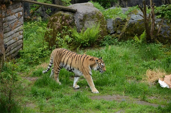 什么是车辆年检？