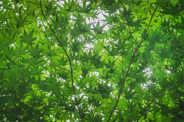 什么是suv车型 常见suv代表车型介绍