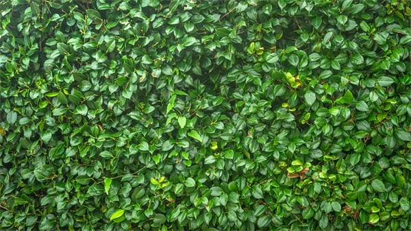 羽毛球男双决赛什么时候打？谁和谁打？急！