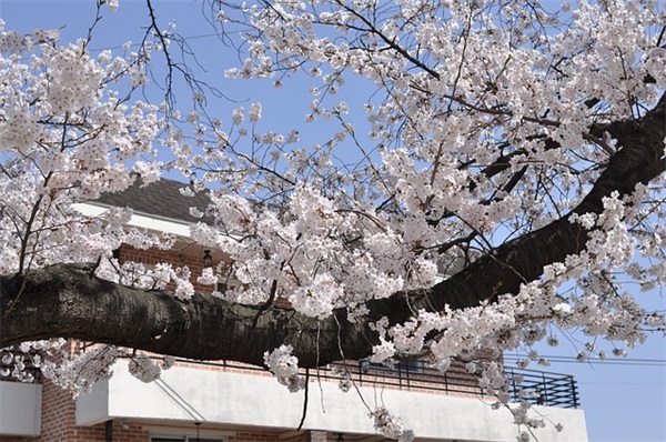 火车、动车、高铁的区别是什么？都是走铁路，高铁是高速列车，那么动车和火车的区