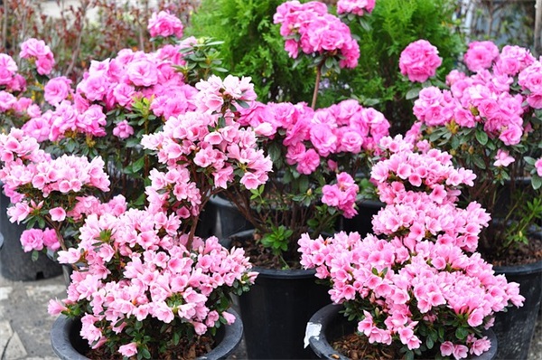 火车票退票的手续费的规定是什么？